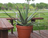 XL Aloe Vera Barbadensis, 13 quot - 15 quot Live Plants, Stronger Variety of Aloe Vera