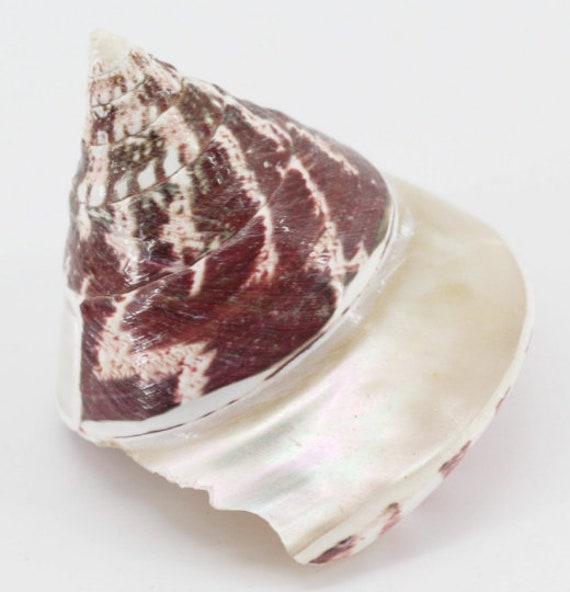 Coquillage Troca Nacrier