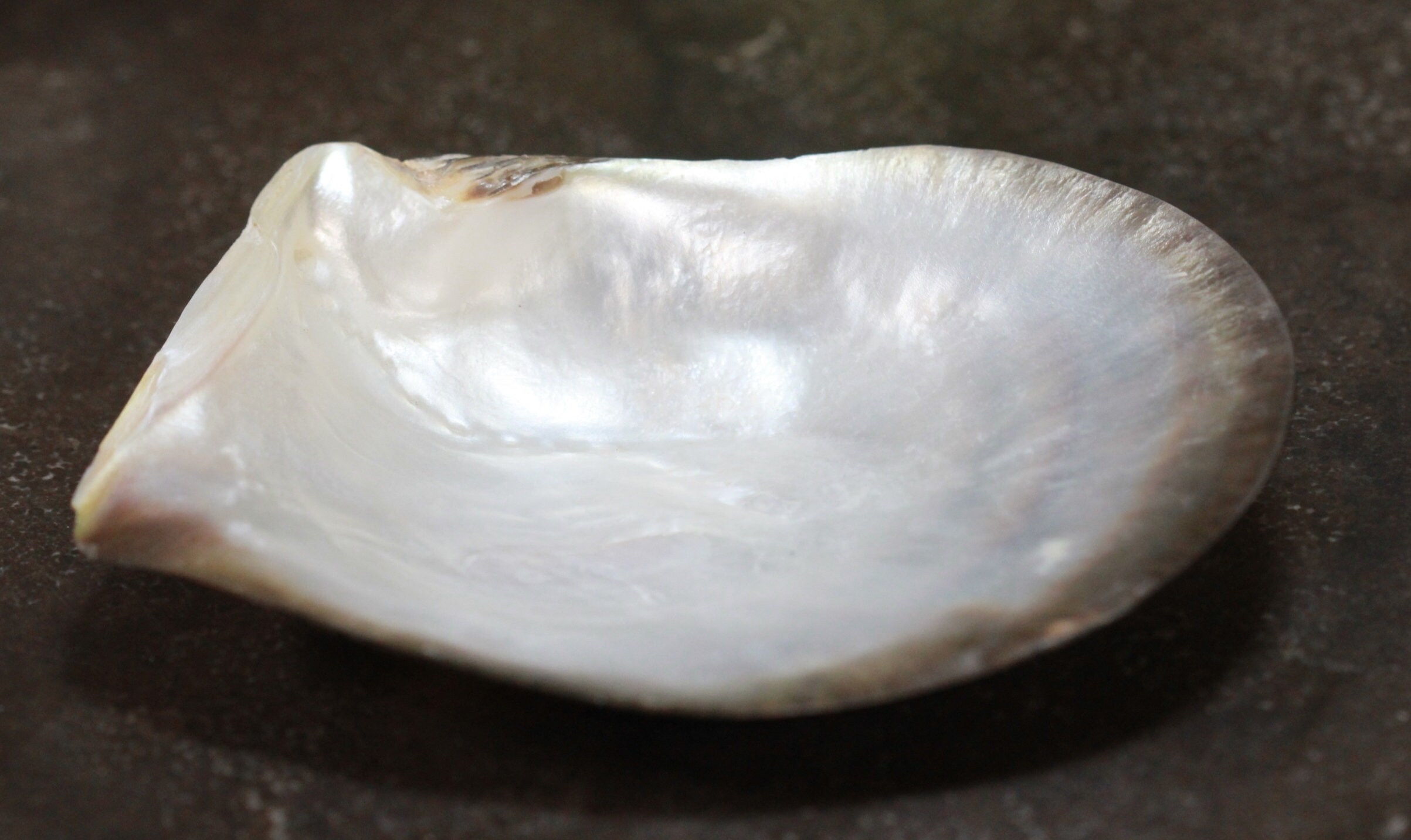 Vide Poche Coquillage Nacre