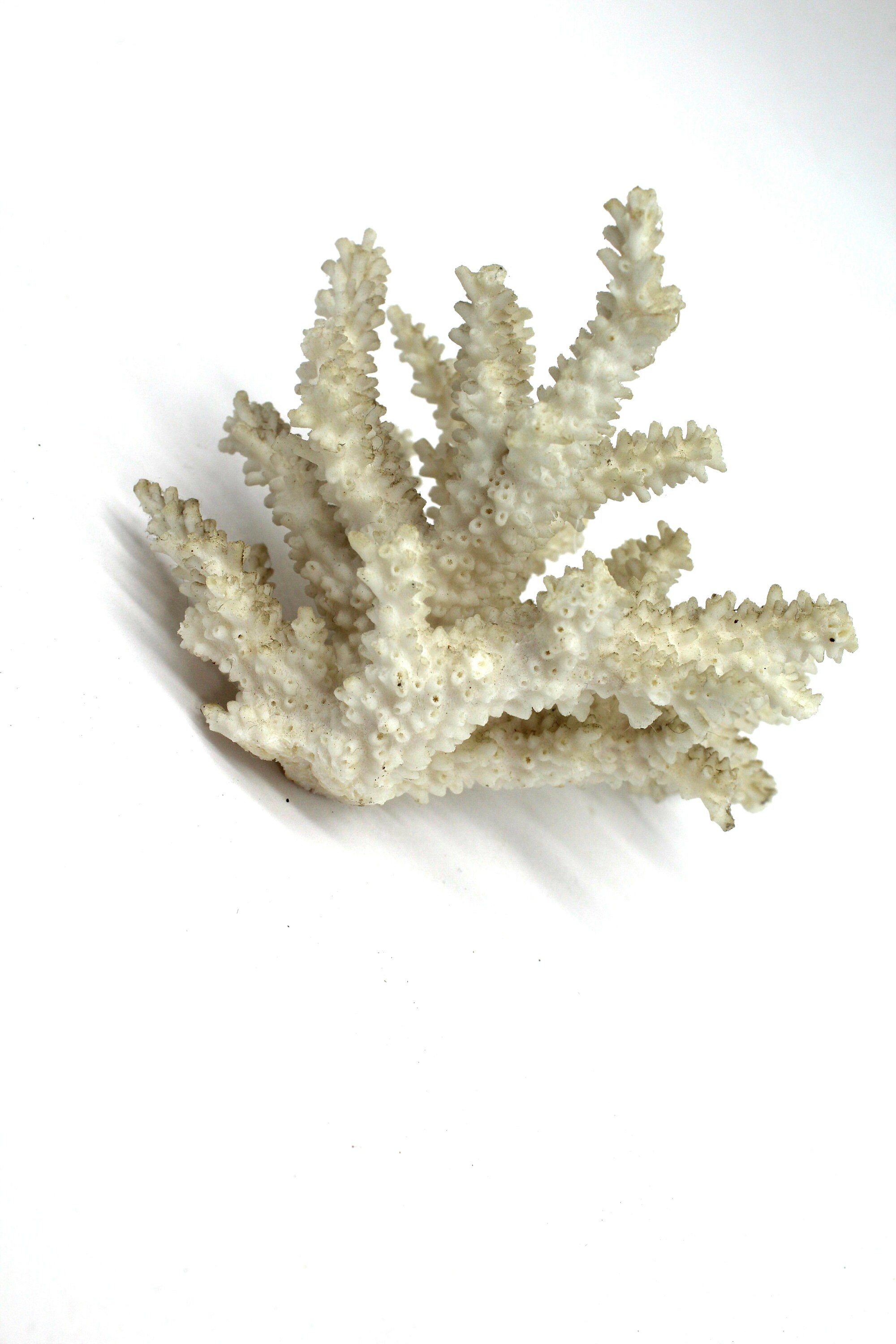 Ancienne Branche de Corail