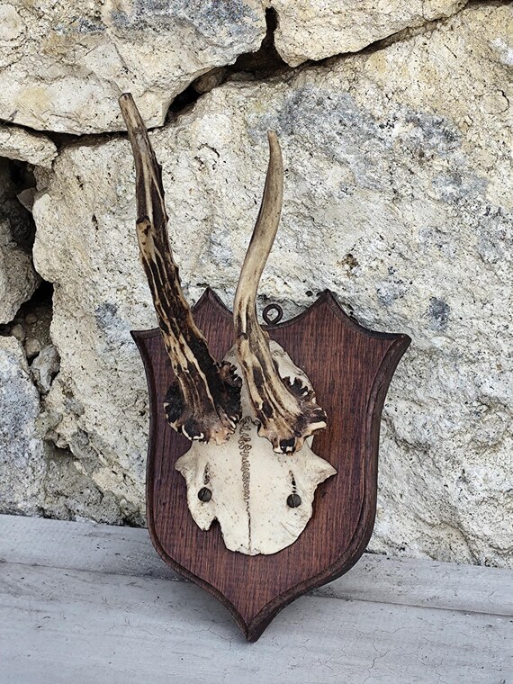 MOLD'S限定 old mountain DEER HORN KEYRING\" MOLD'S限定 old mountain DEER HORN KEYRING | ヤマダウェブコム