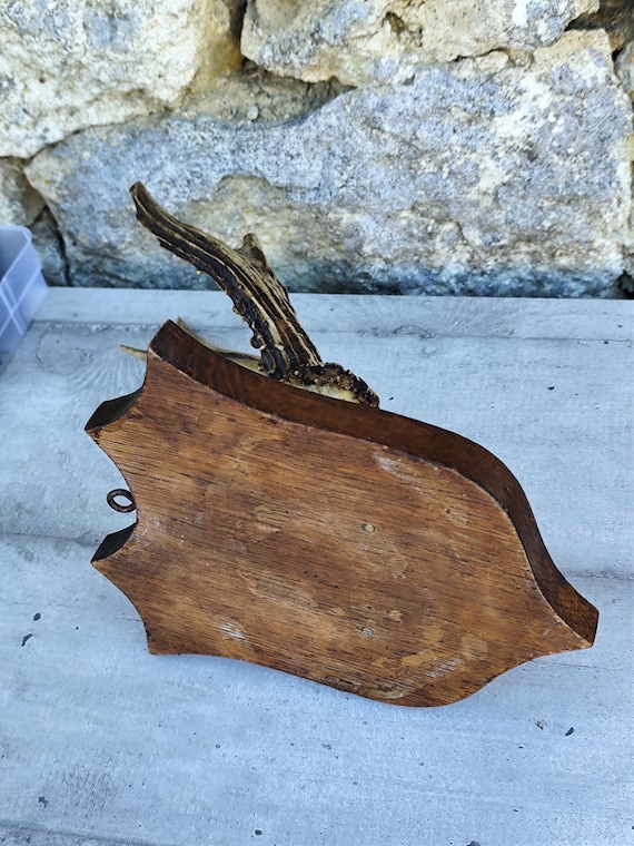 Massacre trophée de chasse chevreuil sur écusson bois
