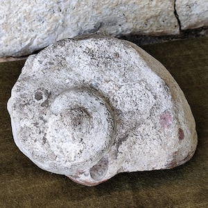 Rare big shell