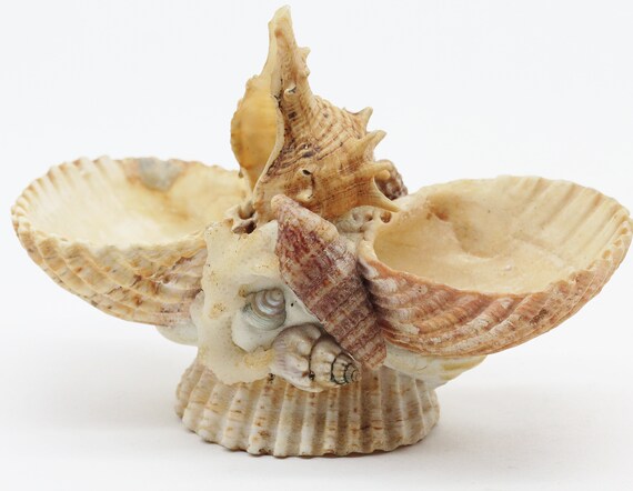 Vintage Shell Salt And Pepper Etsy