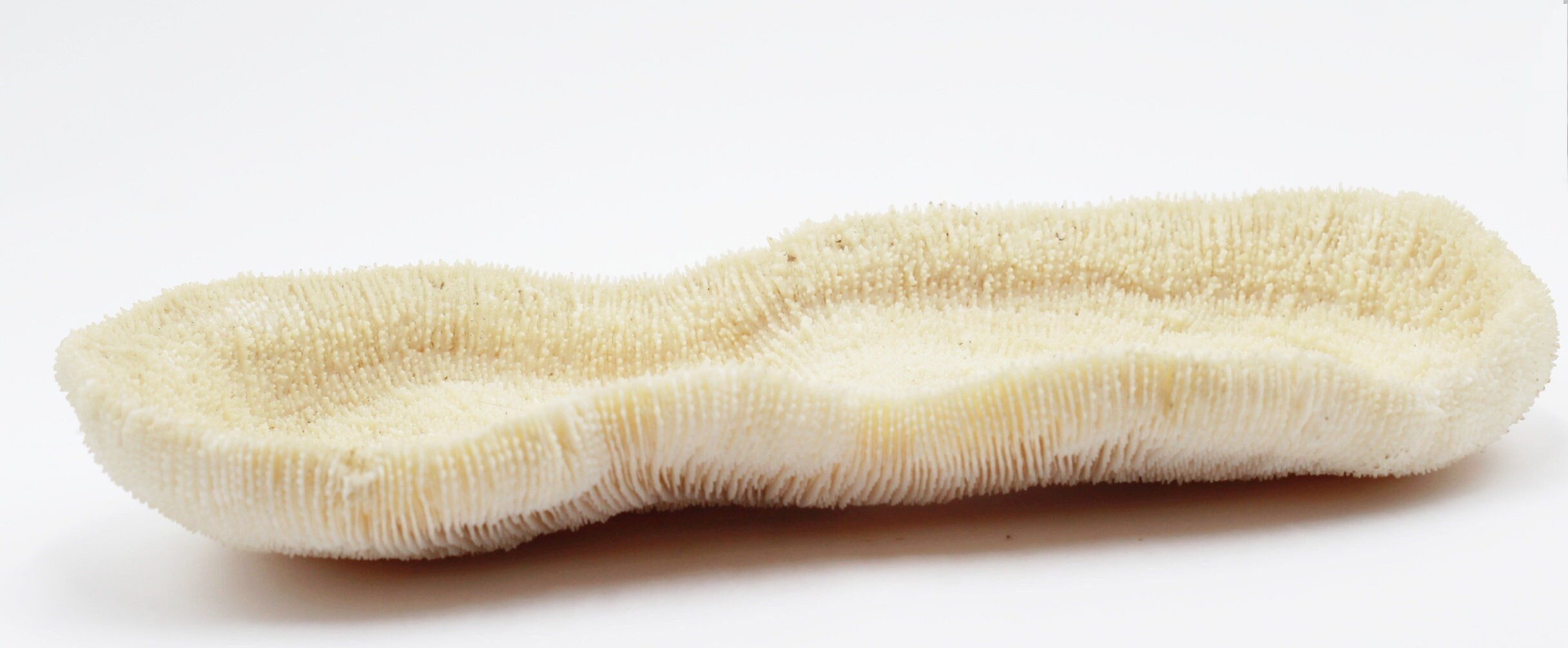 Rare Grand Corail Eponge