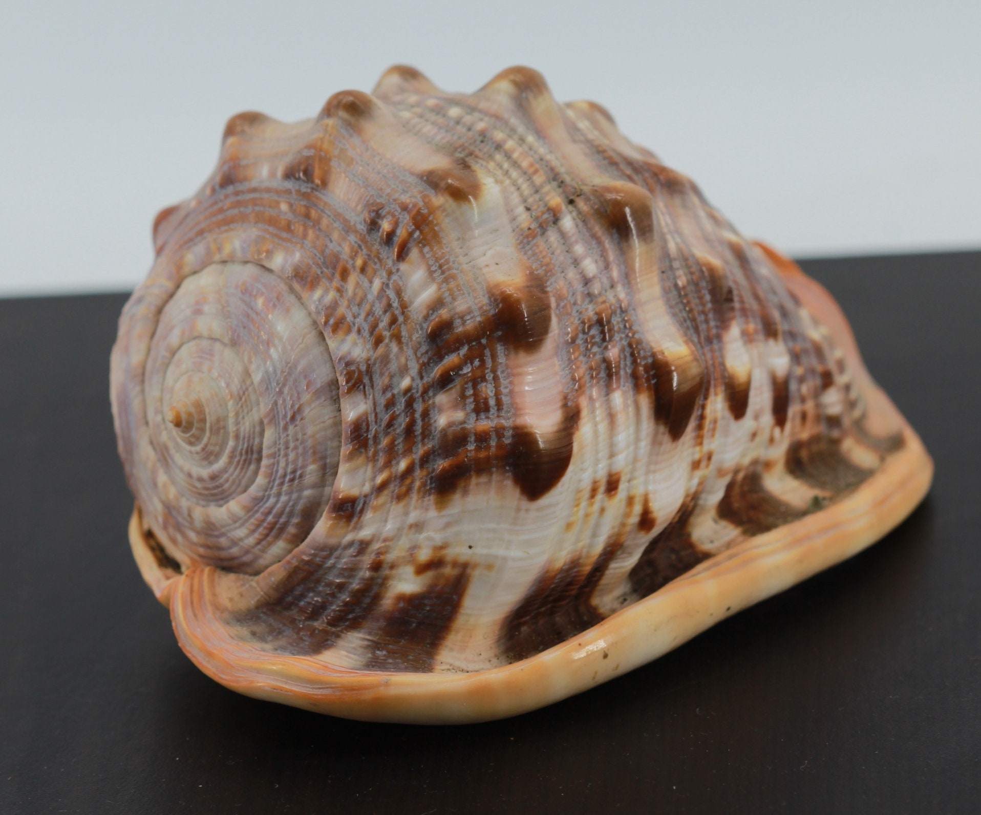 Coquillage Cassis Rufa