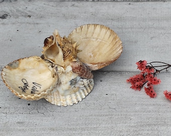 Salière poivrière coquillage souvenir de mer