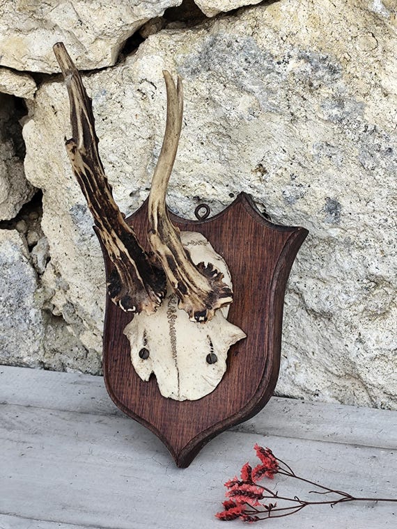 Buy Deer Horn Online in India - Etsy