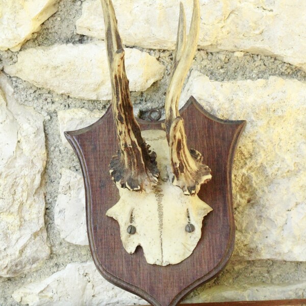 Crâne de chevreuil avec bois monté sur plaque en bois