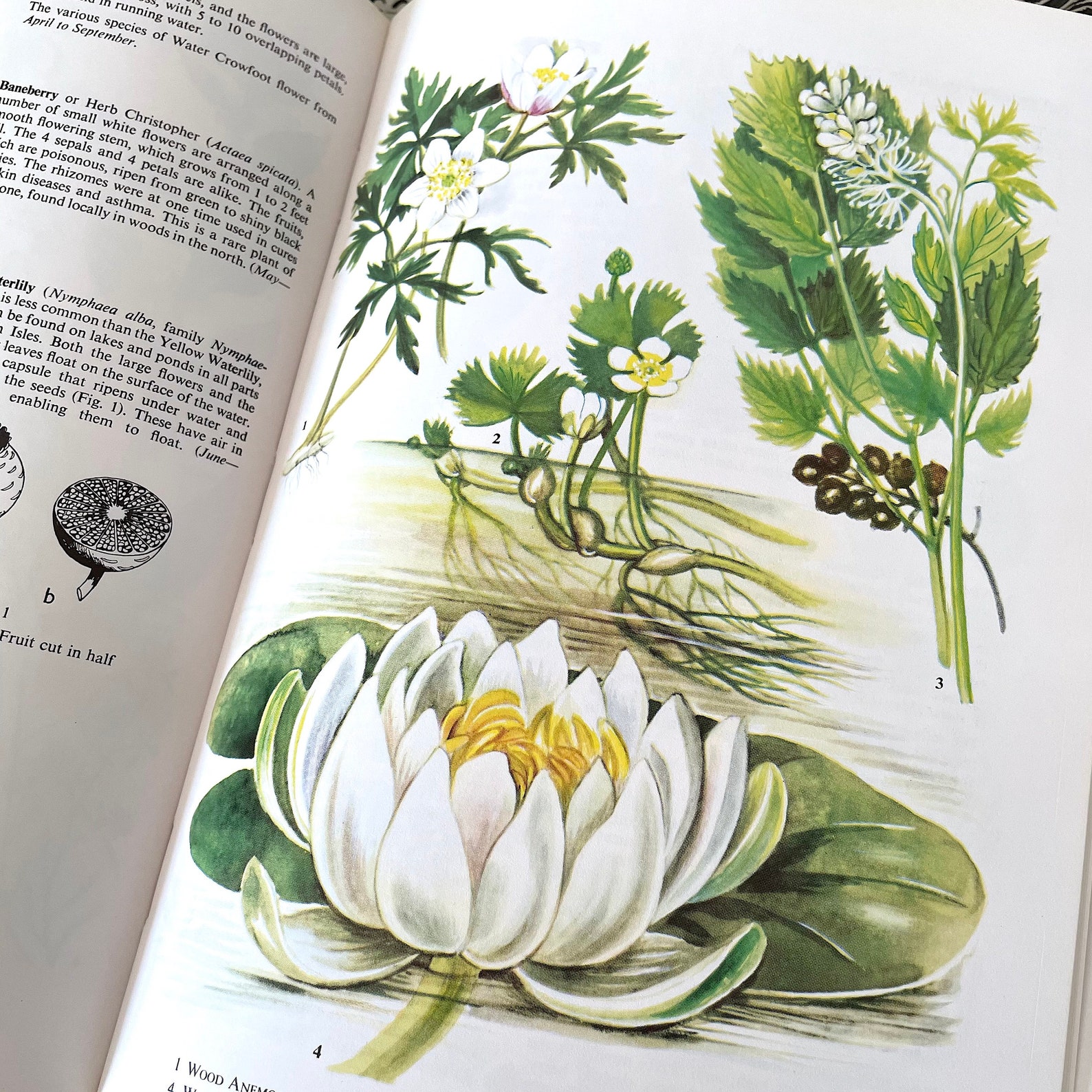 The Oxford Book of Wild Flowers. Vintage Nature Book. Full Etsy