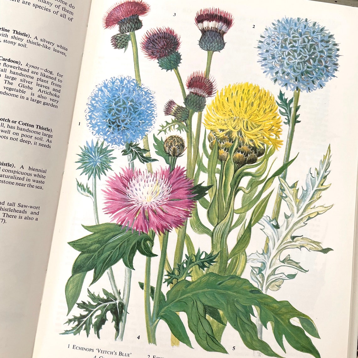 Illustrated Book of Garden Flowers. Botanical Images. Vintage Etsy