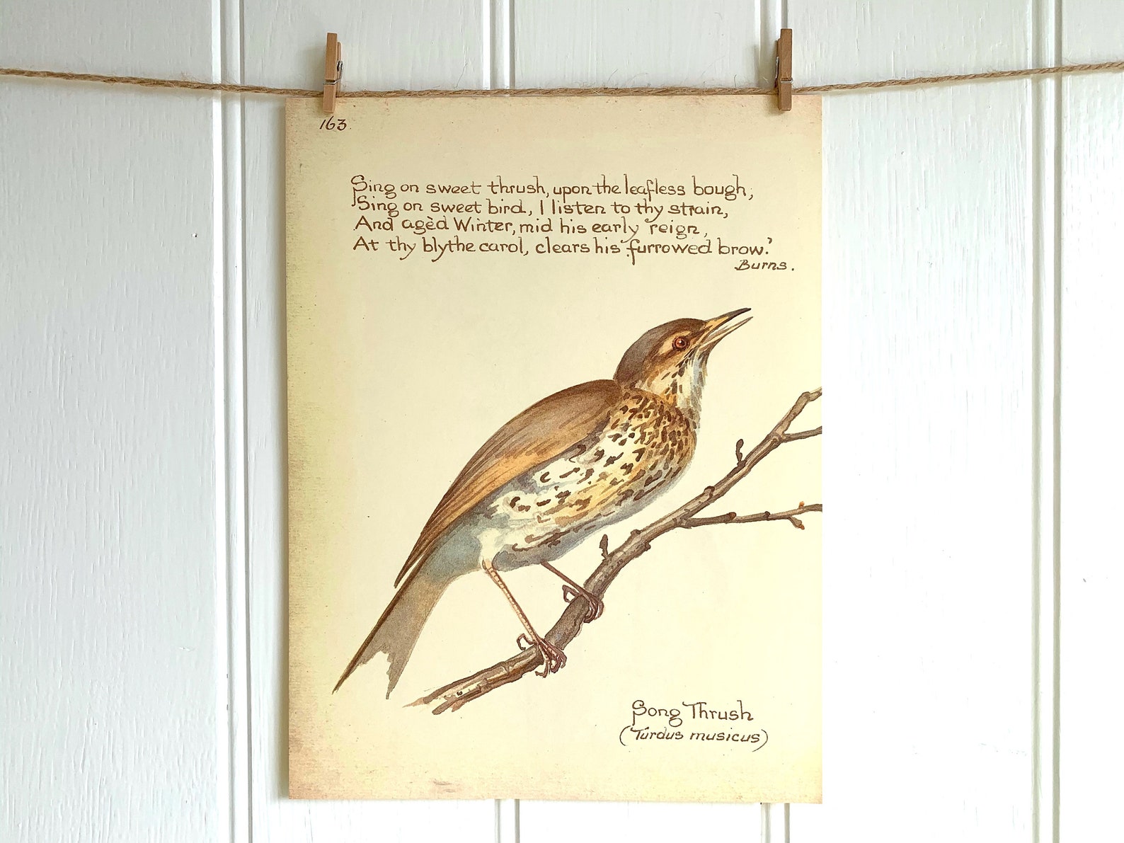 Impresión de zorzal de canción para enmarcar Página de libro Etsy