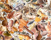 Shell Ephemera, 20pc Cut Out Pack, Vintage Nature Bundle, Mail Art, Collage Decoupage Paper, Scrapbook Kit, Junk Journal Craft Die Cut Fussy