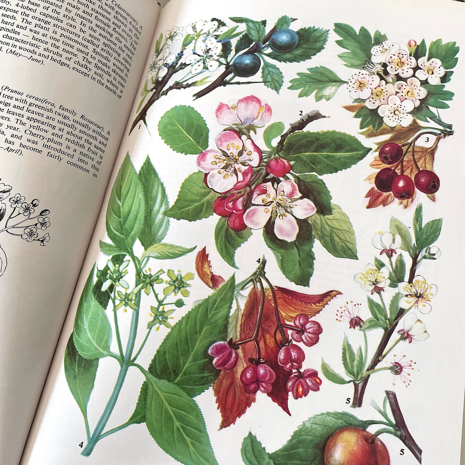 The Oxford Book of Wild Flowers. Vintage Nature Book. Full Etsy