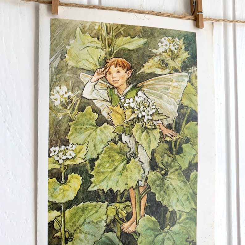 Jack by the Hedge Fairy Print. Flower Fairies of the Wayside. | Etsy