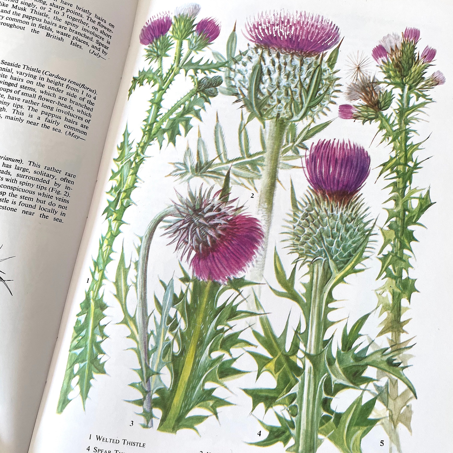 The Oxford Book of Wild Flowers. Vintage Nature Book. Full Etsy