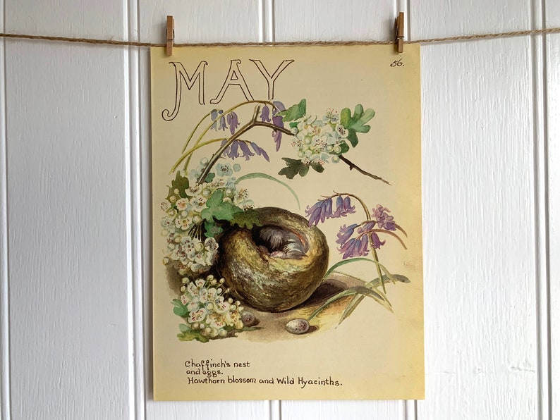May Nest and Hawthorn Print. Illustration by Edith Holden. image 0