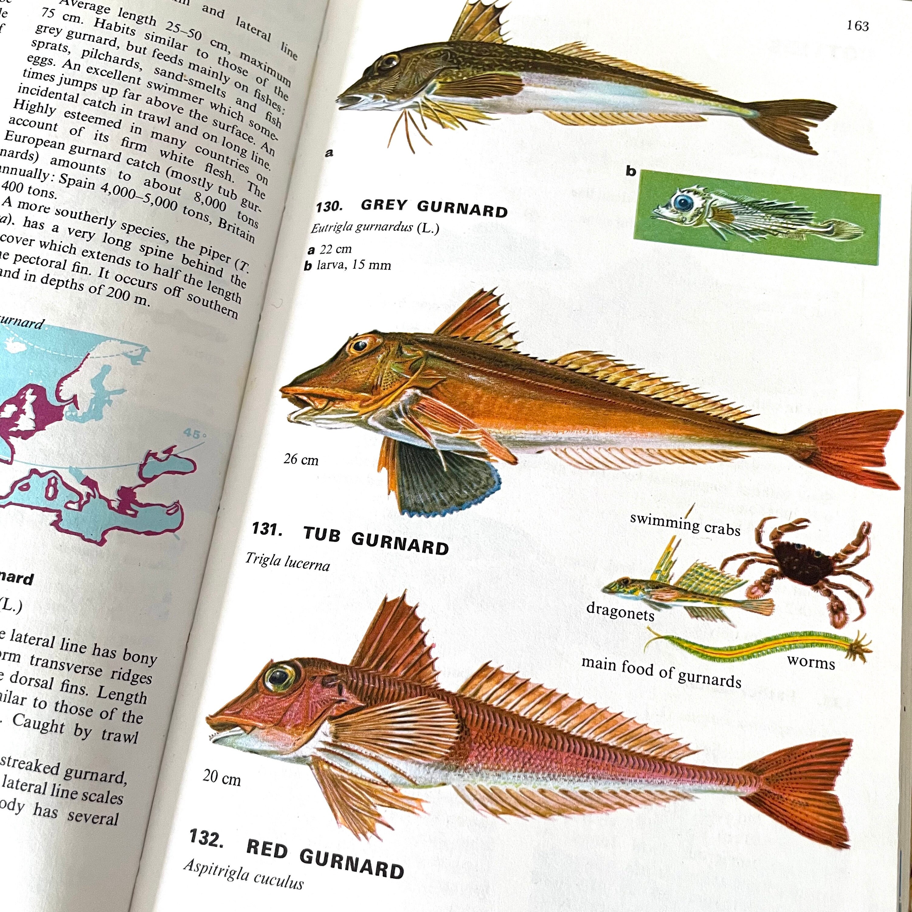 Sea Fishes of Britain Collins Guide Vintage Book of Sealife Etsy