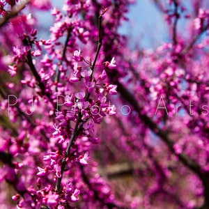 Flowering tree in garden, colors, nature, photography, digital download