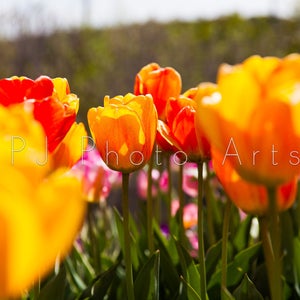 Tulip in background, flower, flowering, blossom, garden, spring, nature, digital download