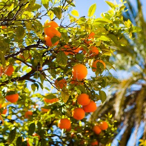 Orange tree with fruits digital photo
