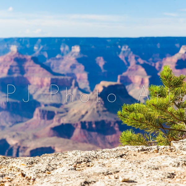 Photo of little pine tree with Grand Canyon background, nature, blur, photography, digital download