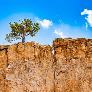Photo of tree on rocks, nature photography, summer sky, wall art, digital download