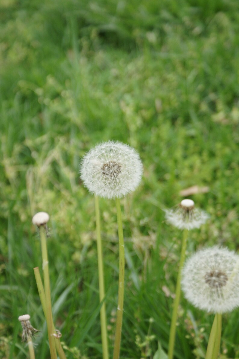 May include: Close-up of several white dandelion seed heads with fluffy white seeds, growing in a field of green grass.