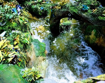 Moss