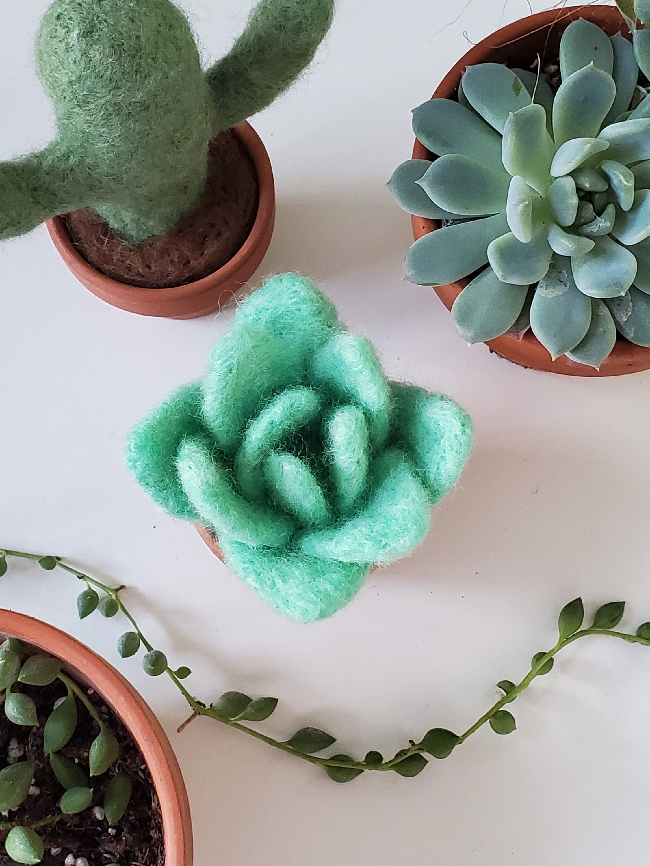 Succulent Needle Felting Kit Beginners Includes Video Etsy UK