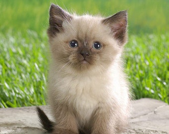 Chaton Siamois Etsy Chaton Siamois Etsy