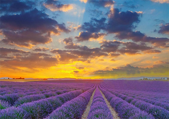 Set de Table Maison, Pvc, Semi-Rigide, Design Original, Lavable, Nature, Champ Lavande, Coucher de S