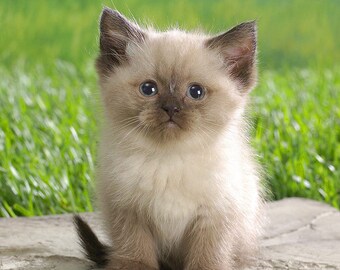 Petit Chat Siamois Etsy
