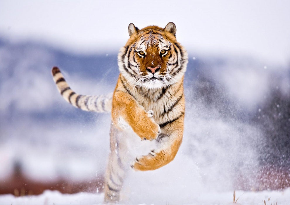 Set de Table Lavable, Plastique, Pvc, Semi-Rigide, Original, Nappe, Linge, Décoration Maison, Animau