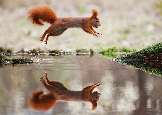 Set de Table Maison, Design, Plastique, Pvc, Original, Lavable, Semi-Rigide, Linge de Animaux, Le Sa
