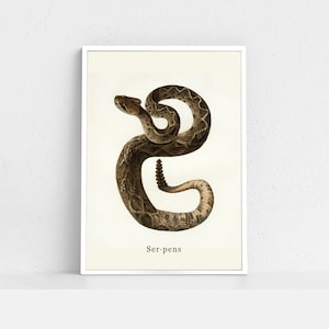 Serpent | Snake | Anatomy | Rattlesnake | Digital Download | Desert | Art Print