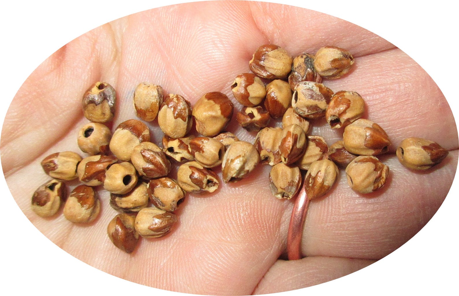 100 Navajo Ghost Beads Cedar Beads Juniper Berries Etsy