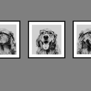 Set of 3,  Golden Retiever Photography Digital Print, Optometrist Photography Art, Optometry Office Decor