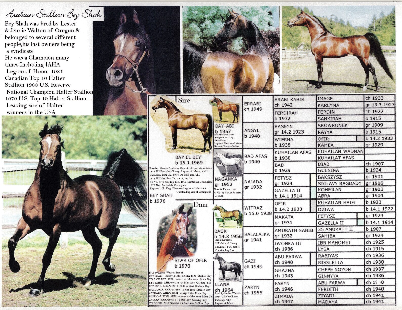 Arabian Horse Bey Shah Picture Pedigree 11 X 8.5 Etsy