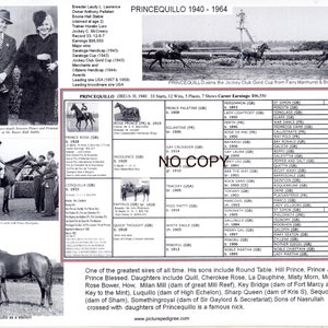 race horse Princequillo 8.5 X 11 picture pedigree Secretariat grandsire