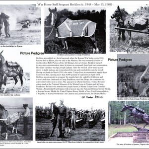 May include: A collage of black and white photographs documenting the life of War Horse Staff Sergeant Reckless. Images include Reckless in Korea, with handlers, and a statue. Text includes "Picture Pedigree" and details of her service.