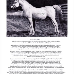 Arabian Horse Raffles picture biography
