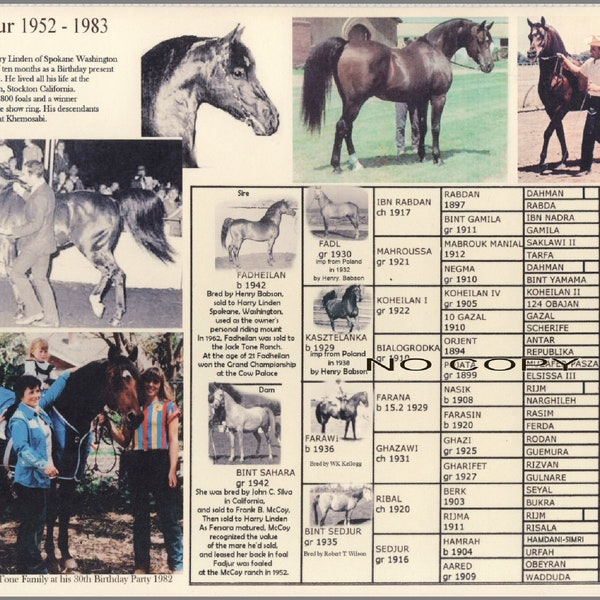 Arabian Horse Fadjur Picture Pedigree 8.5 X 11