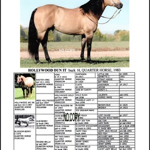 8,5 x 11 &quot;&quot; Quarter Horse Hollywood Dun It Bild mit Pedigree Geschichte Sammelrahmen bereit.&quot;
