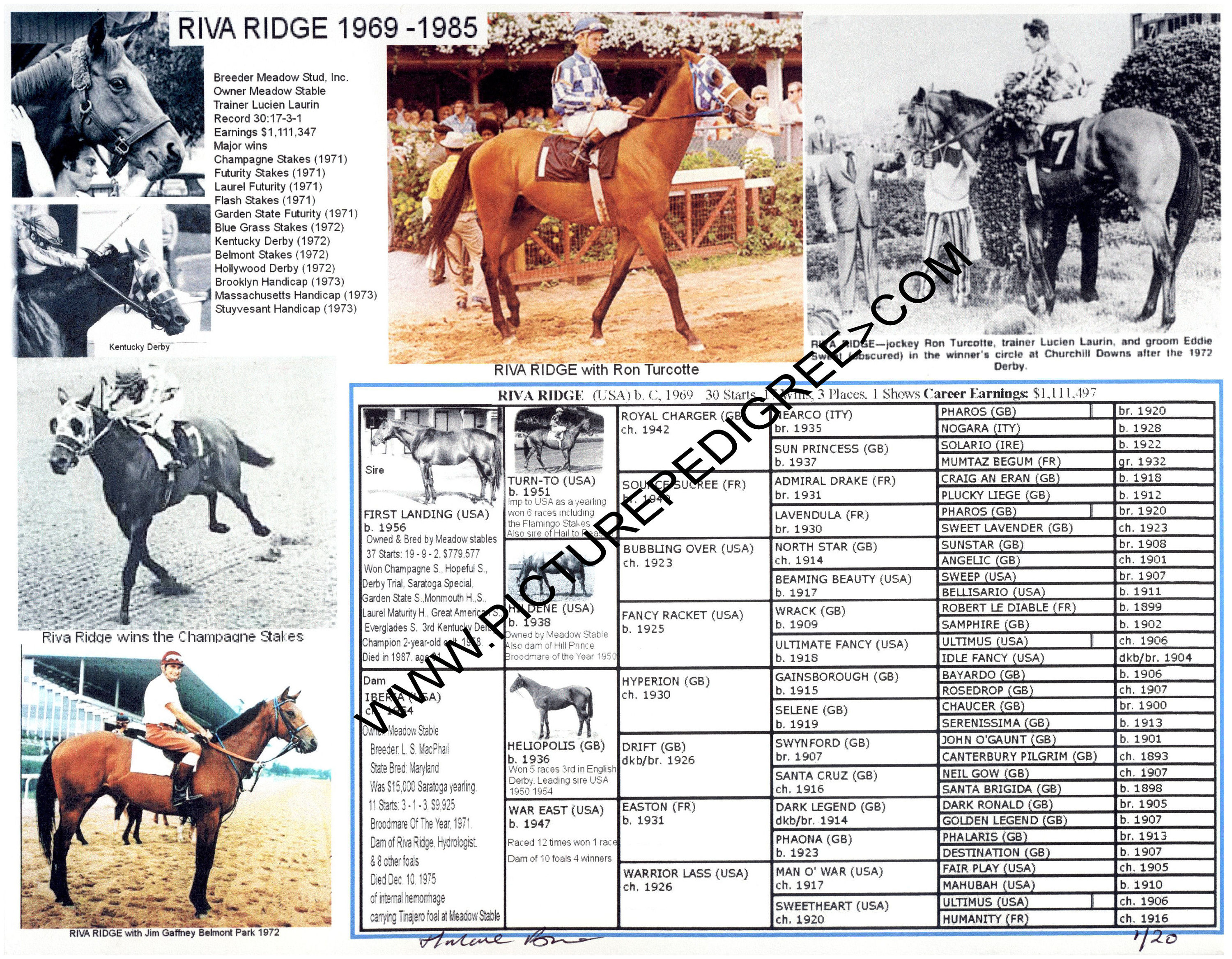 Race Horse Riva Ridge Jockey Ron Turcotte Picture Pedigree Chart Racing ...