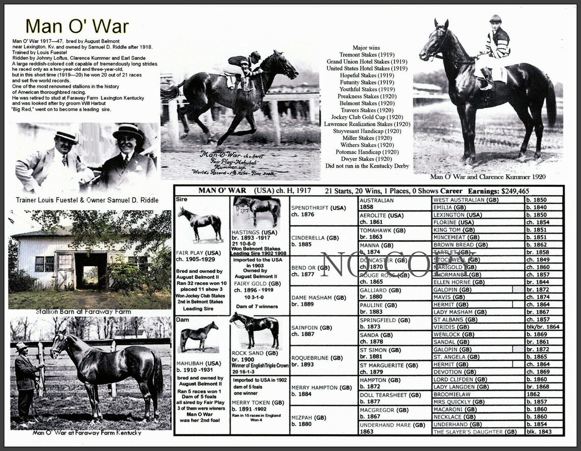 Race Horse MAN O'WAR Picture Pedigree Chart Thoroughbred Racing 11 X 8.5 Etsy