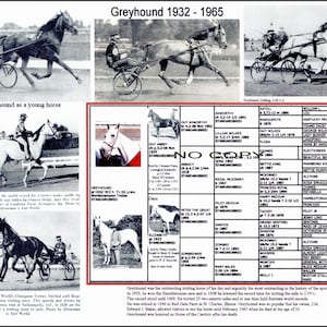 Famous Harness Horse Trotter legend Greyhound picture pedigree