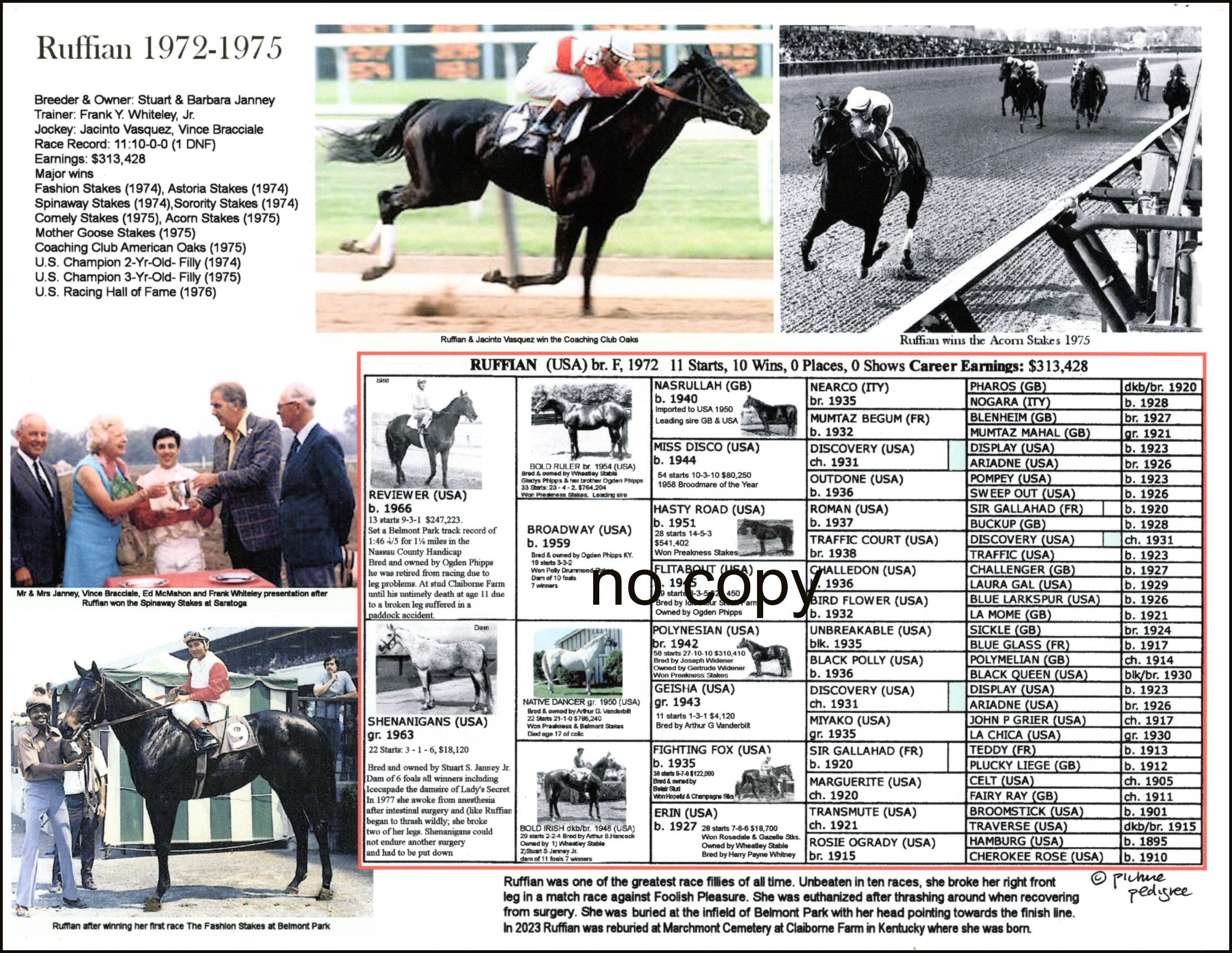 Ruffian Thoroughbred