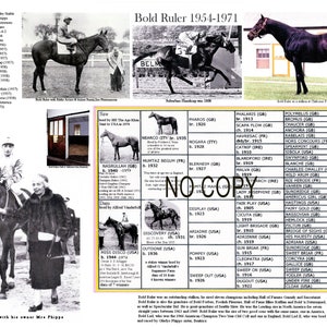 Race Horse Bold Ruler sire of Secretariat picture pedigree 11X 8.5 &quot;