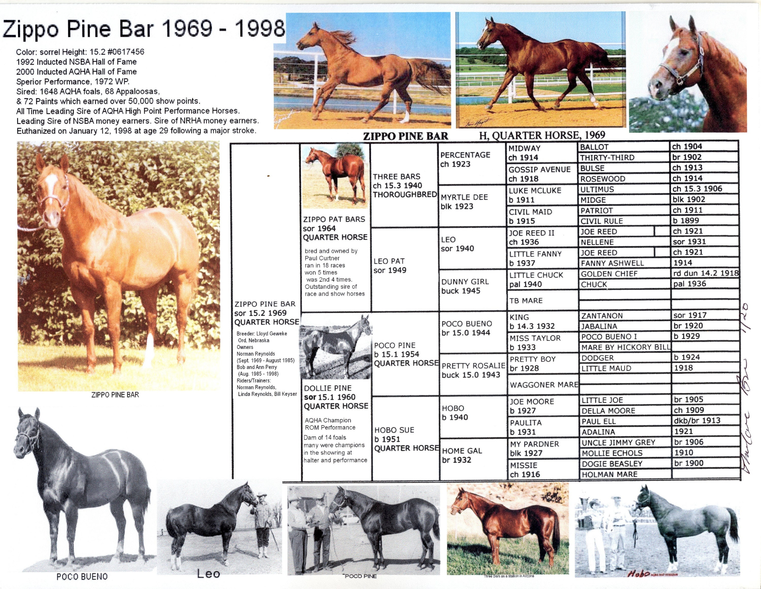 American Quarter Horse Zippo Pine Bar Picture Pedigree Chart